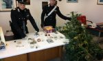 Scoperta coltivazione di marijuana a Valeggio