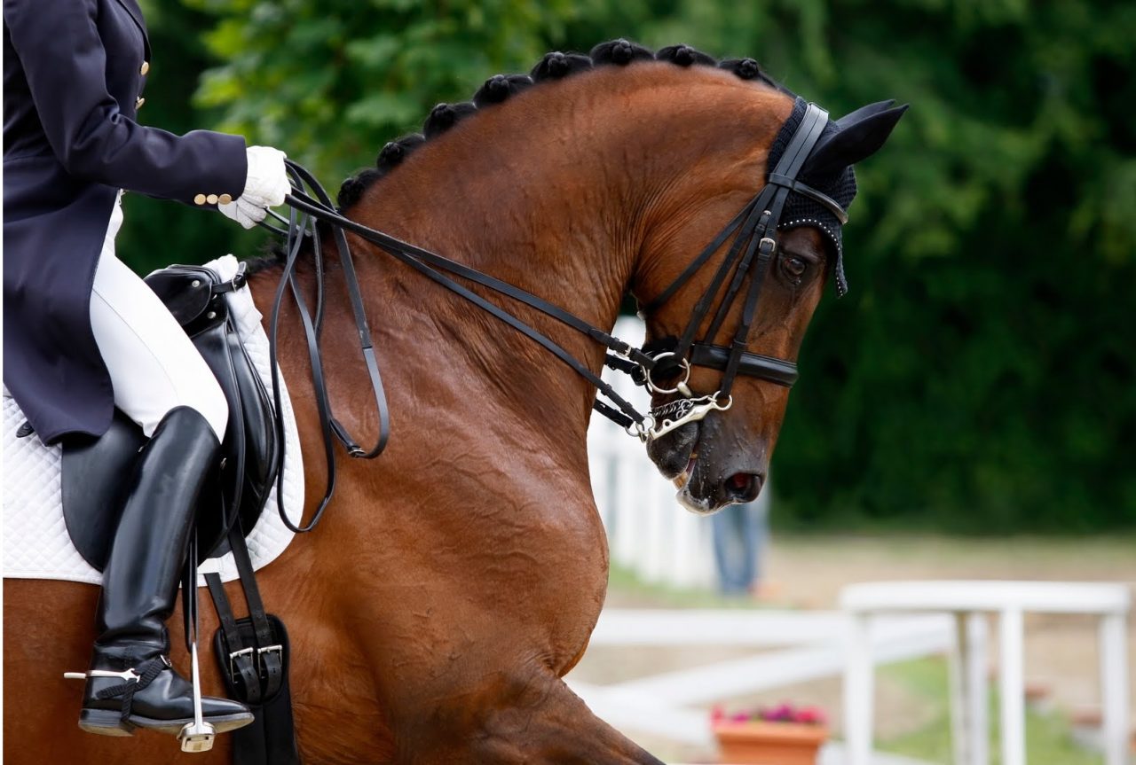 Sommacampagna, grande weekend di equitazione