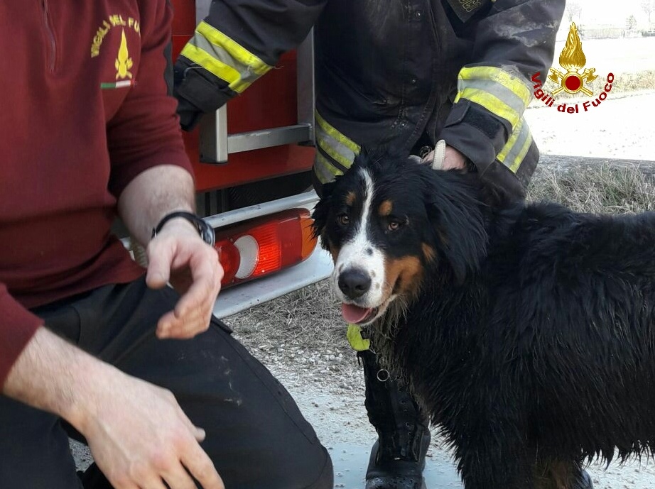 Villafranca, vigili del fuoco salvano un bovaro bernese