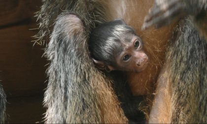 Nuovo nato al Parco Natura Viva