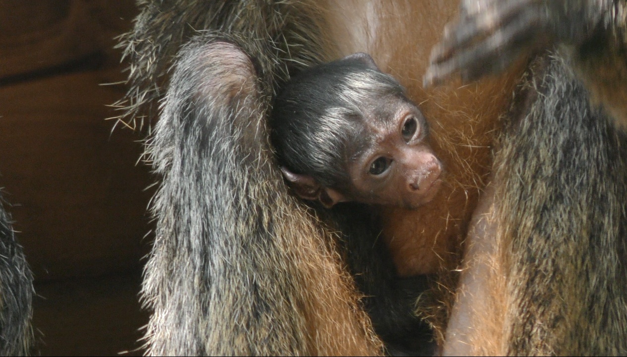 Nuovo nato al Parco Natura Viva