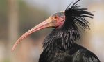 Parco Natura Viva,  la migrazione primaverile dell'Ibis eremita
