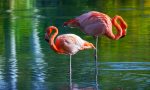 Parco Natura Viva, record per i fenicotteri rosa