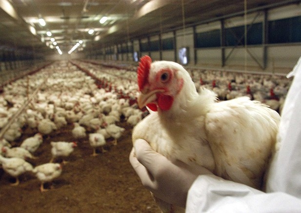 Pericolo aviaria, estesi gli abbattimenti