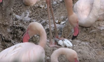 VIDEO Parco Natura Viva, guardate la nascita del primo fenicottero rosa!
