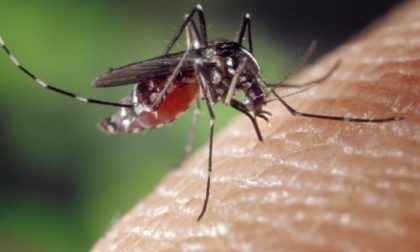 Arriva la zanzara tigre, ecco come prevenire