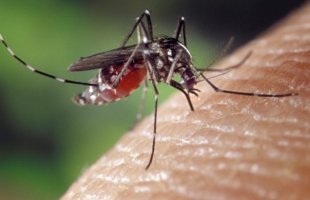 Arriva la zanzara tigre, ecco come prevenire