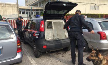 Liceo Medi, terzo controllo anti-droga dei Carabinieri