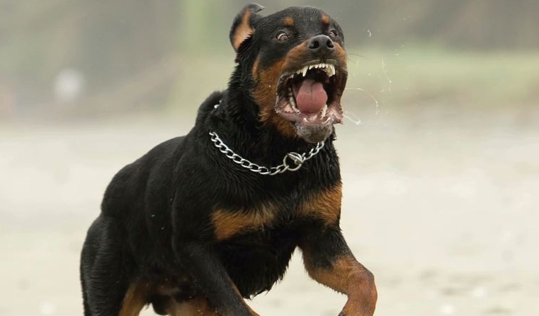 Aggredito e ucciso in giardino dai due rottweiler della compagna