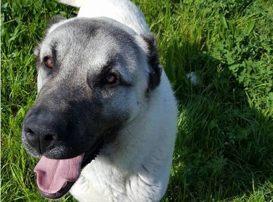 RITROVATO! Aiutateci a ritrovare Tyson