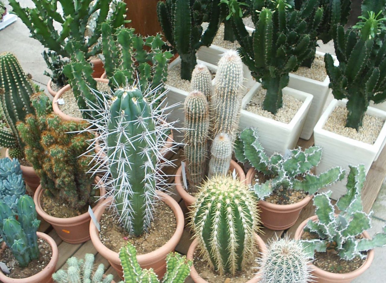 Alla Flover arriva il “tutorial” per le piante grasse