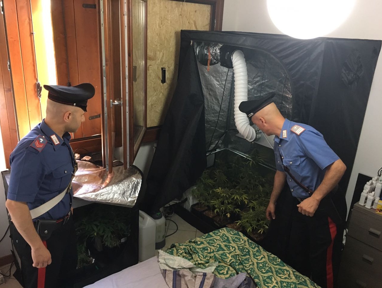 Avevano una serra piena di marijuana in casa, arrestata coppia di giovani