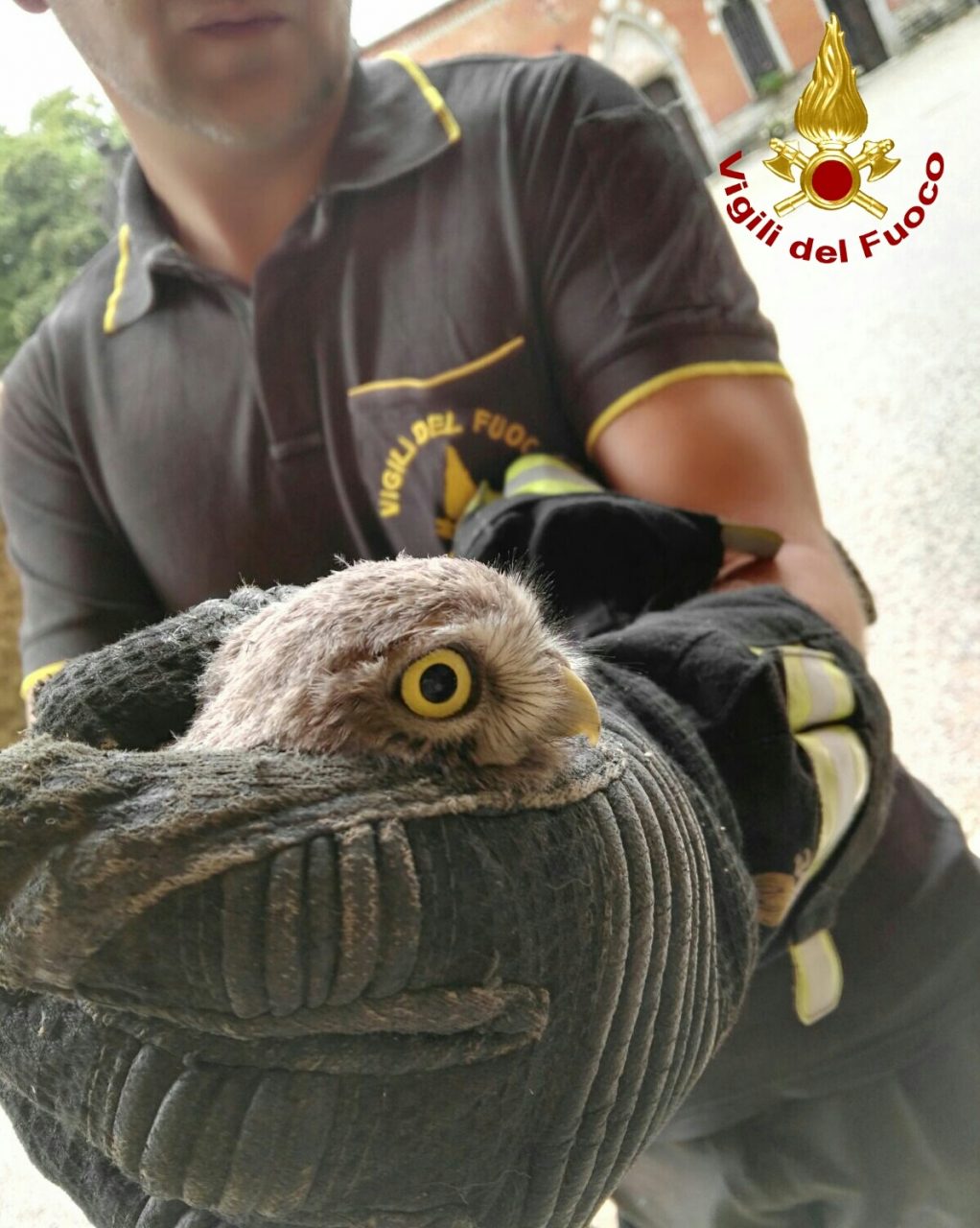 Si incastra nella canna fumaria, salvata civetta