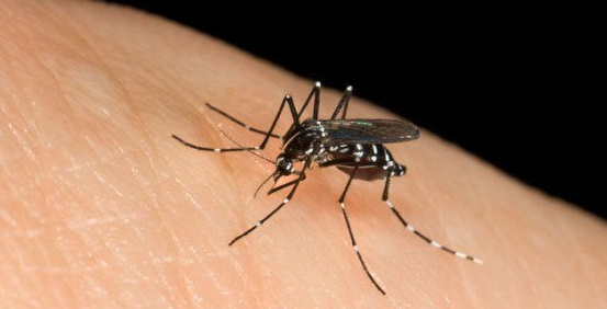 Chikungunya nel Veronese: salgono a 10 i casi, Regione Veneto rafforza la strategia di contenimento