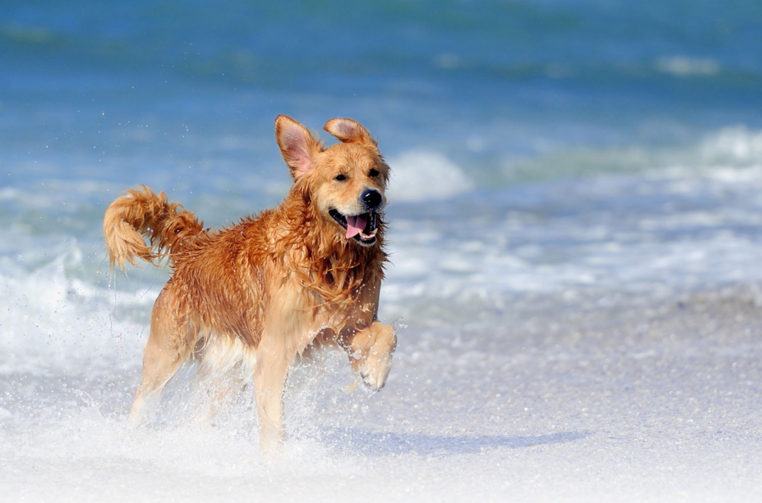 Come scegliere il cane giusto?