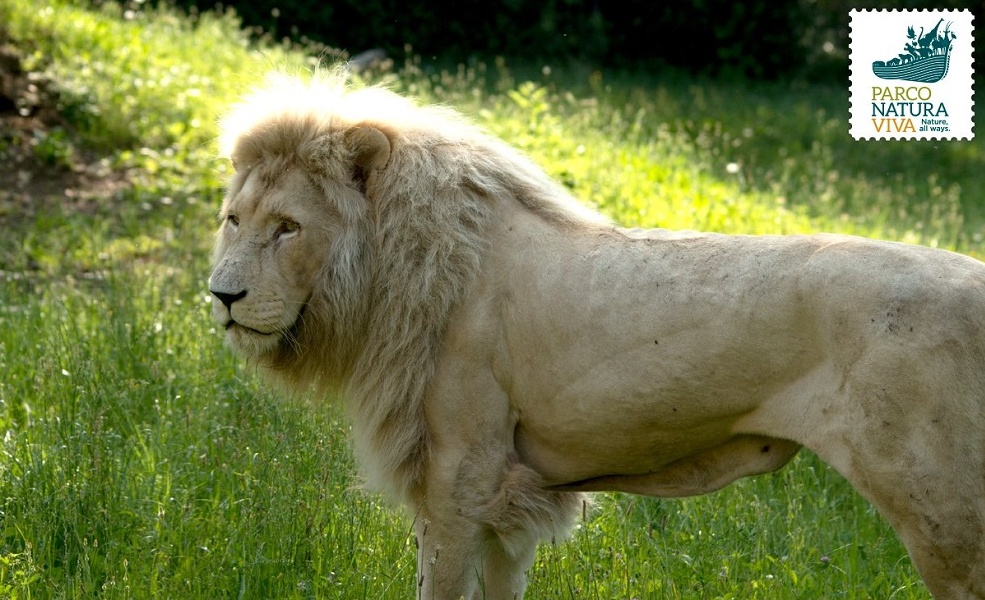 E’ morto Blanco, il leone “candido” più vecchio d’Europa