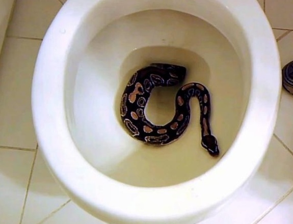 Biscia in casa: dalla porta principale al bidet