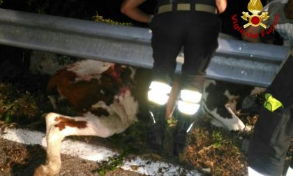 Bovino rimane incastrato sotto il guard rail. LE IMMAGINI