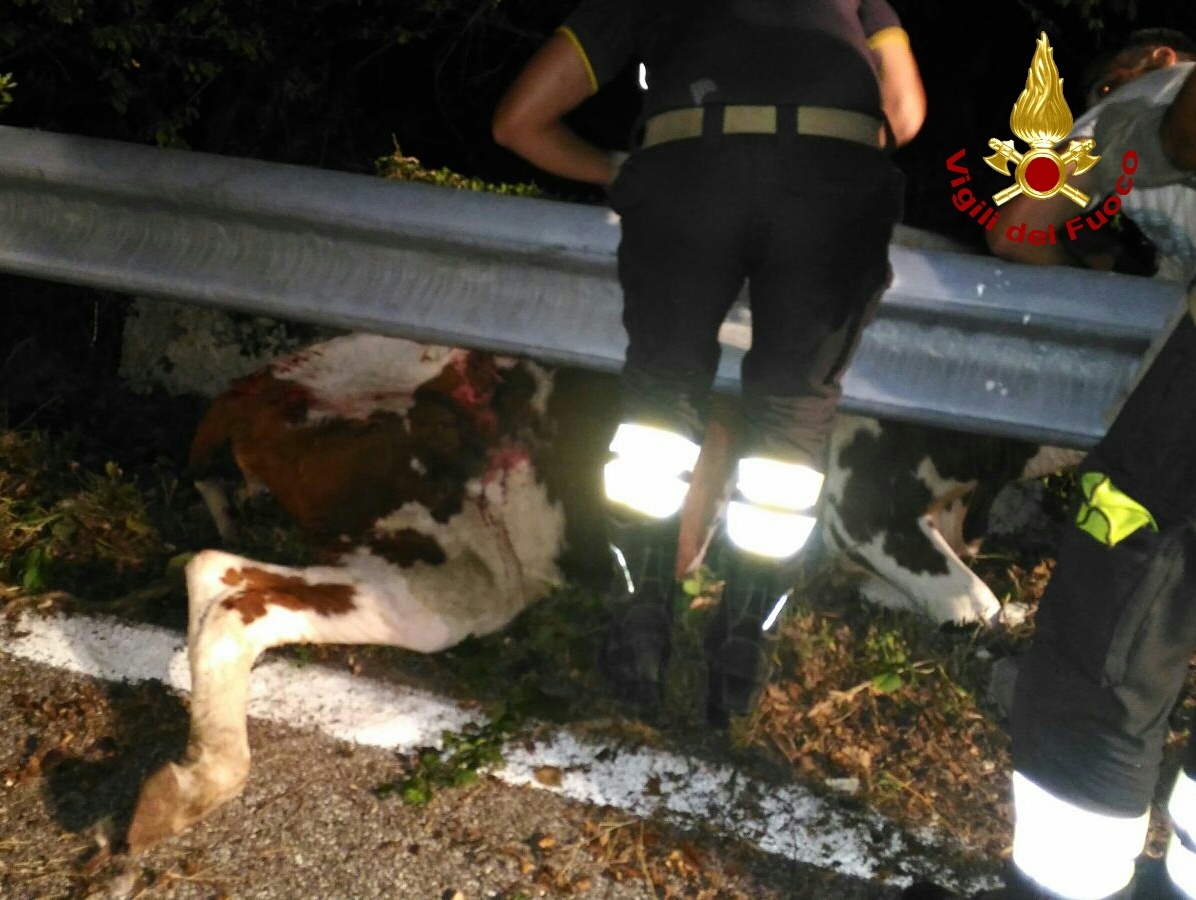 Bovino rimane incastrato sotto il guard rail. LE IMMAGINI