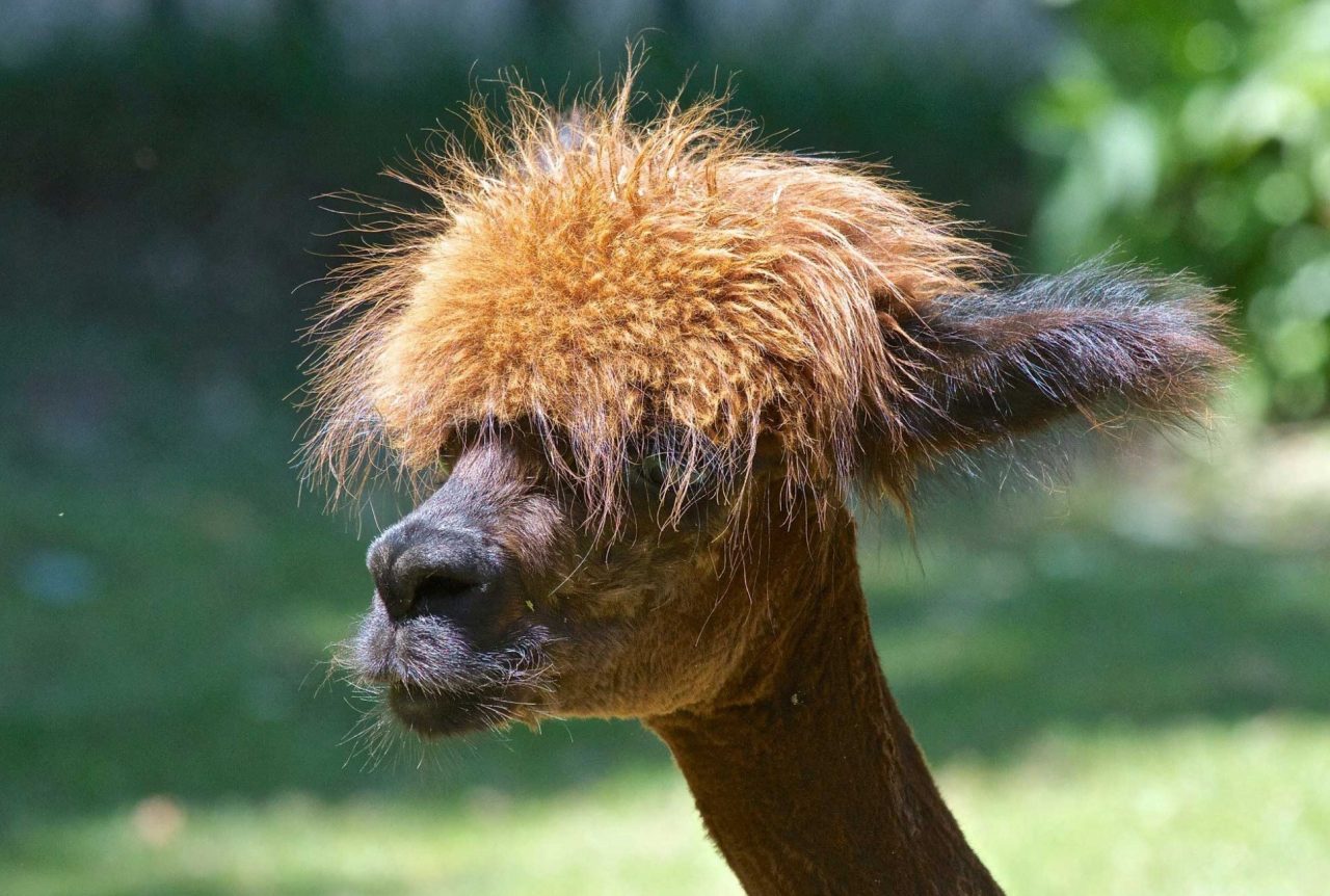 Caldo torrido, nuovo look per gli alpaca