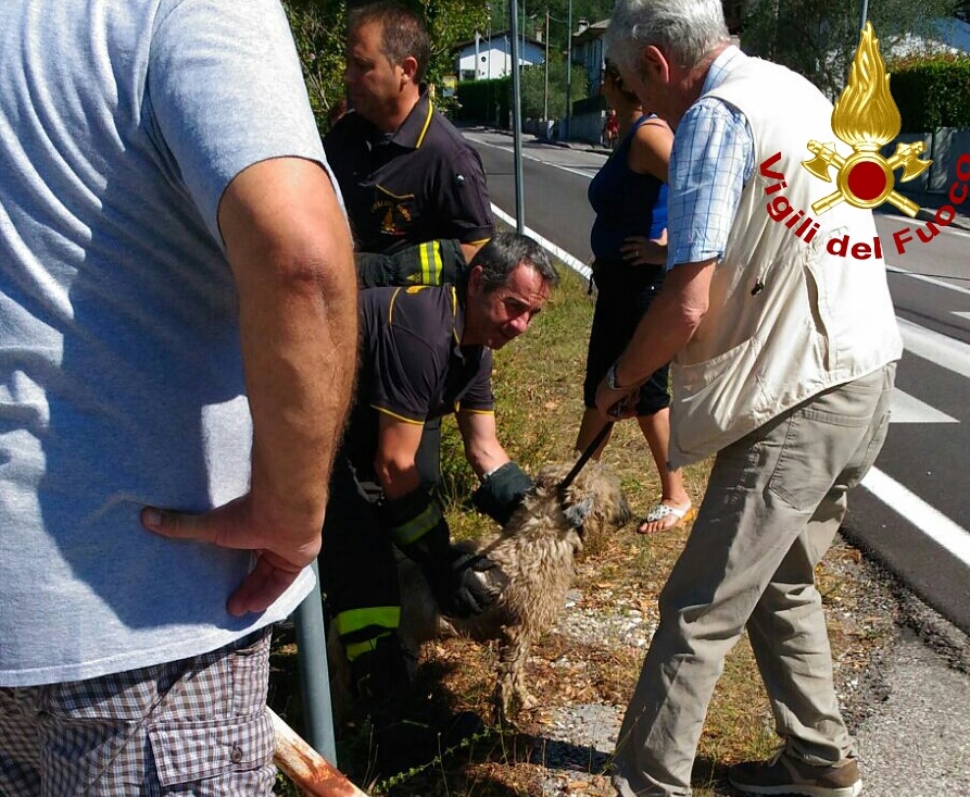 Cane con cuccioli nel torrente, salvati