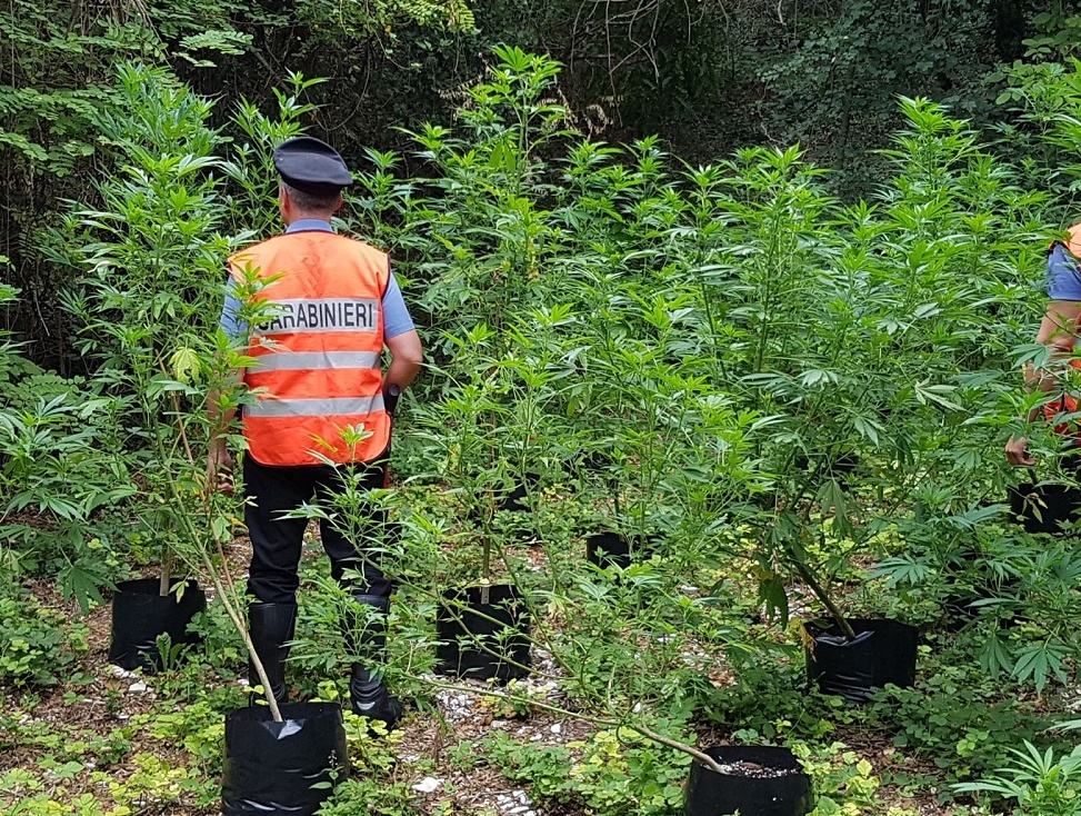 Coltivava marijuana, arrestato incensurato 33enne