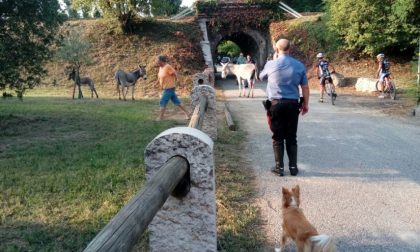 Desenzano, 40 asini vagano per il paese. IL VIDEO