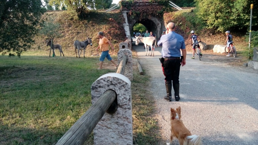 Desenzano, 40 asini vagano per il paese. IL VIDEO