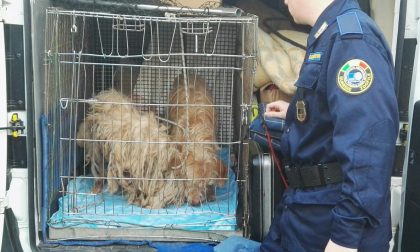 Estate e abbandoni, quasi 30 animali recuperati