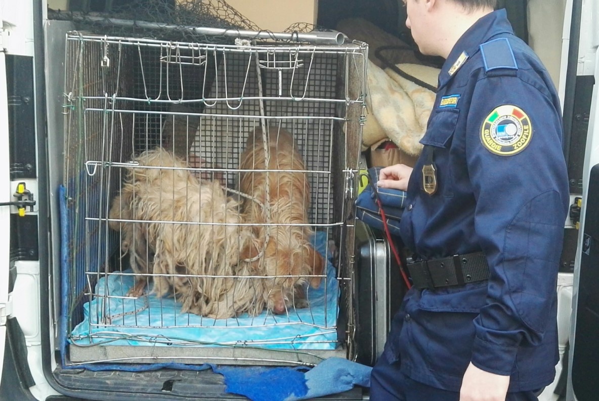 Estate e abbandoni, quasi 30 animali recuperati