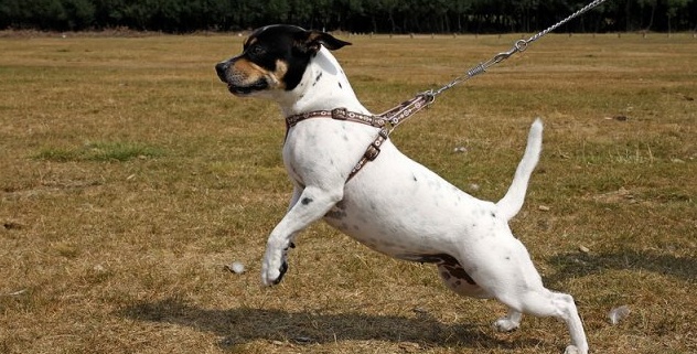 Cane Sicuro a Verona, quattro non in regola