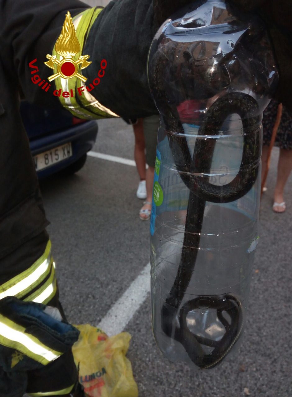 Famiglia sale in auto, ma si trova un serpente
