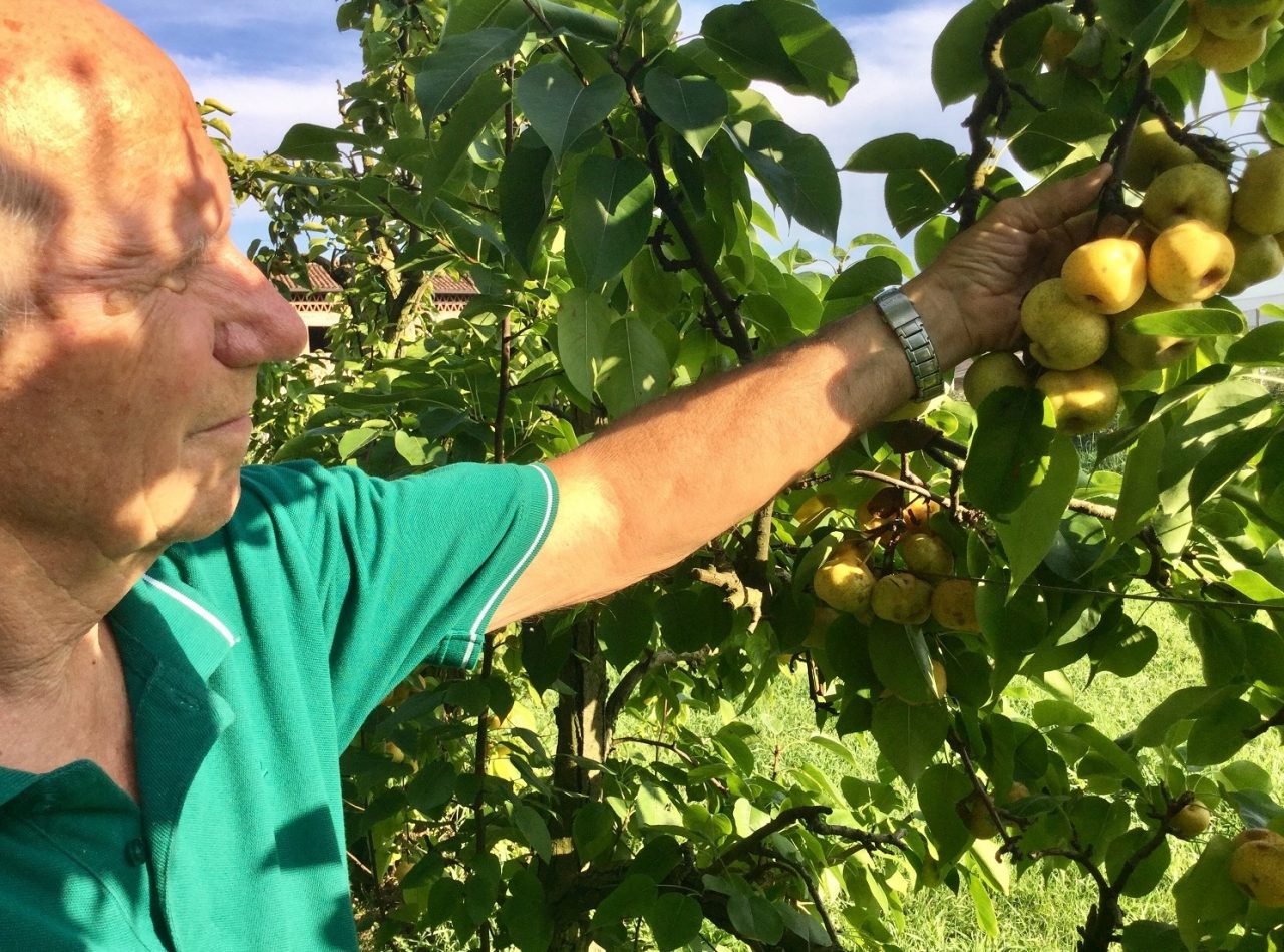 Frutta, la cimice asiatica all’attacco di Villafranca