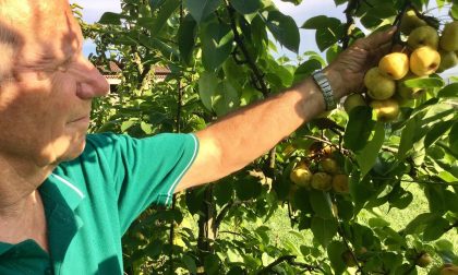 Frutta, la cimice asiatica all'attacco di Villafranca