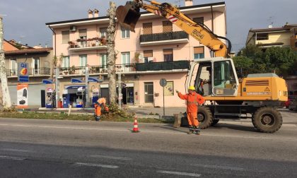 Addio ai platani sulla strada regionale 11