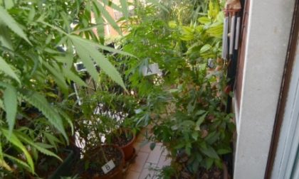 Arrestata 42enne, aveva in casa serra con oltre 50 piante di marijuana