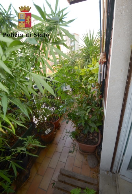 Arrestata 42enne, aveva in casa serra con oltre 50 piante di marijuana