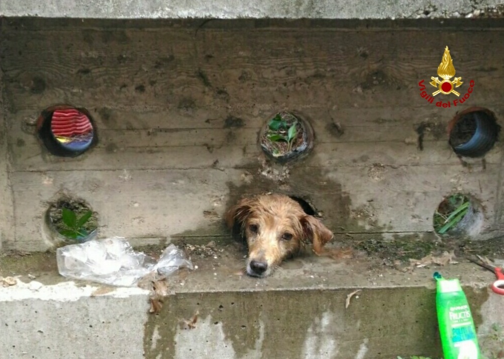 Cane incastrato nel muretto, intervengono i pompieri
