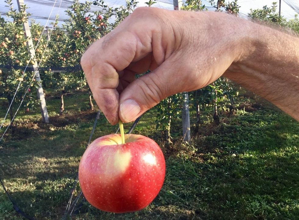 Mele: calo di produzione a Zevio, tiene la Bassa