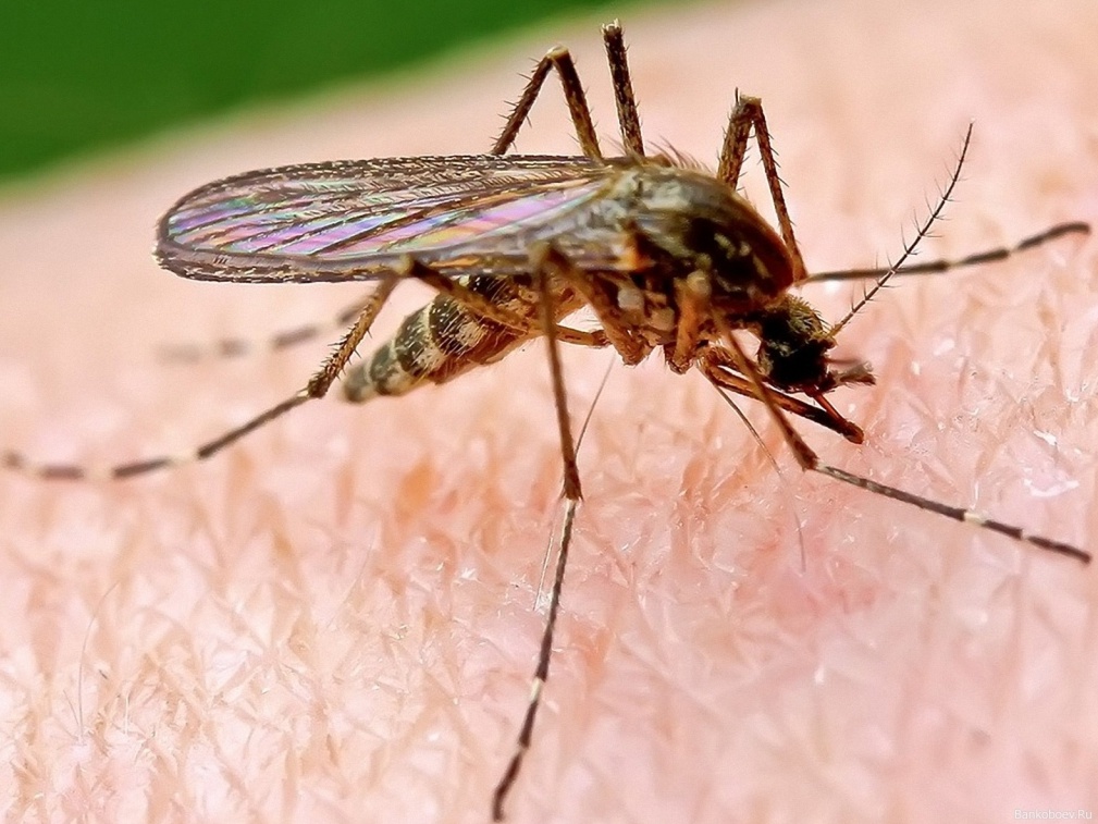 Chikungunya, salgono i casi in provincia di Verona: 31 contagi autoctoni