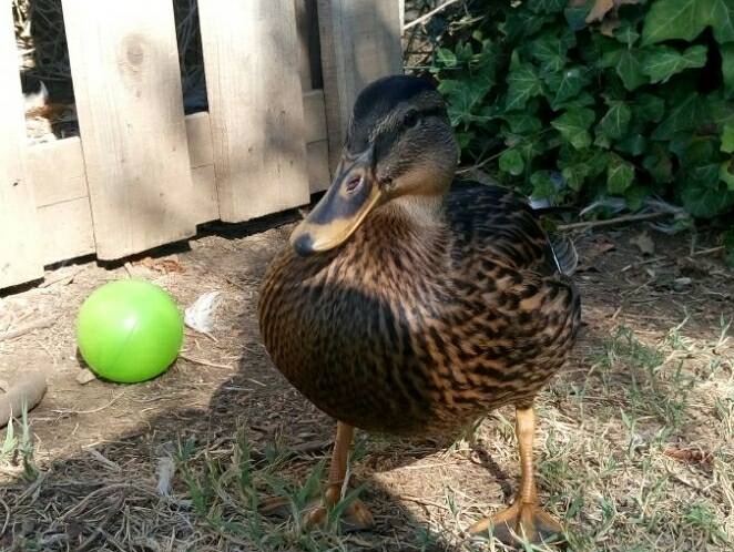 Aiutateci a trovare l’anatra Donald