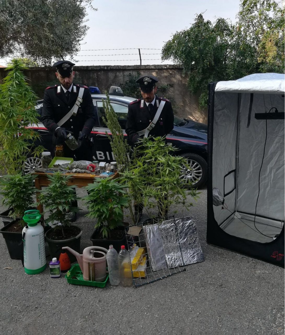 Cerea, 19enne coltiva marijuana in casa