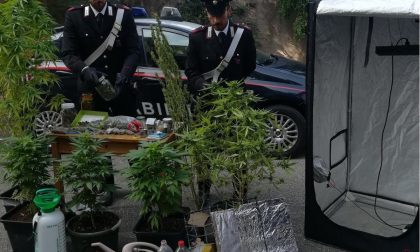 Cerea, 19enne coltiva marijuana in casa