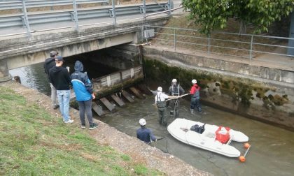 Il Consorzio salva i pesci del canale e li libera nell'Adige