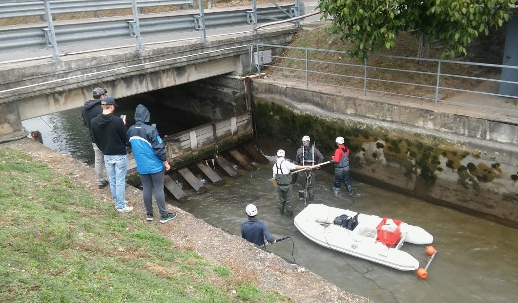 Il Consorzio salva i pesci del canale e li libera nell’Adige