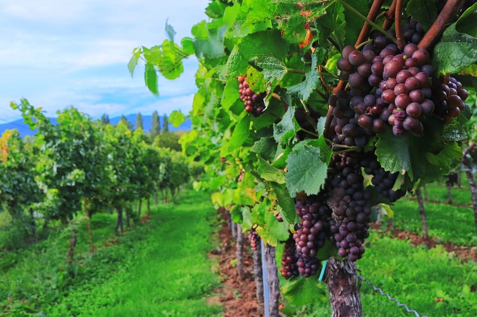Incetta di premi per l’Amarone veronese
