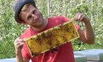 Leonardo e quel sogno: «La mia vita con le api»