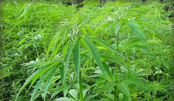 Piantagione di marijuana al confine con la Bassa: arrestati tre marocchini