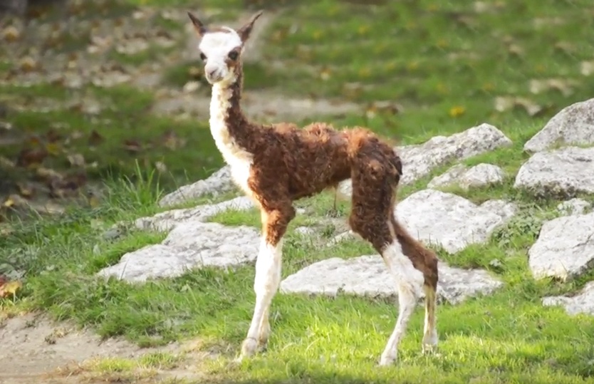Nasce una piccola alpaca al Parco Natura Viva, le immagini