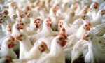 Nuovo focolaio di aviaria, divieto movimentazione allevamenti di Valeggio